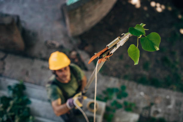 Tree Root Removal in Port Washington, NY